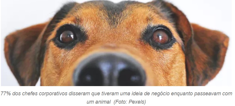 Quer ser um CEO de sucesso. Tenha um animal de estimação. 1