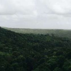 Cana-de-açúcar na Amazônia.