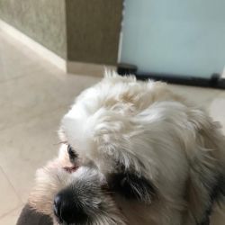 Quer ser um CEO de sucesso? Tenha um bicho de estimação